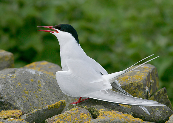 Arctic Tern Sterna paradisaea