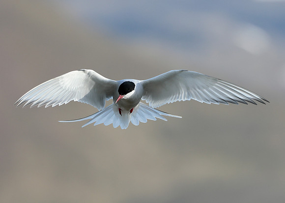 Arctic Tern Sterna paradisaea