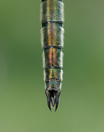Brilliant Emerald Somatochlora metallica