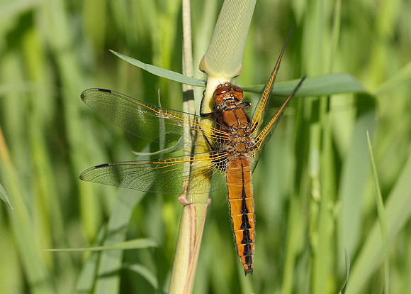 Scarce Chaser Libellula fulva