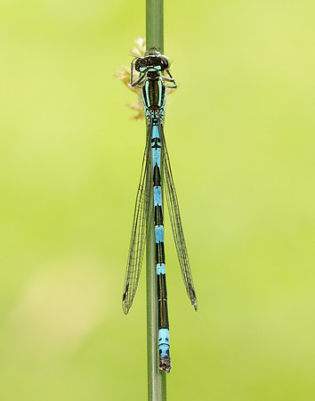 Northern Damselfly Coenagrion hastulatum