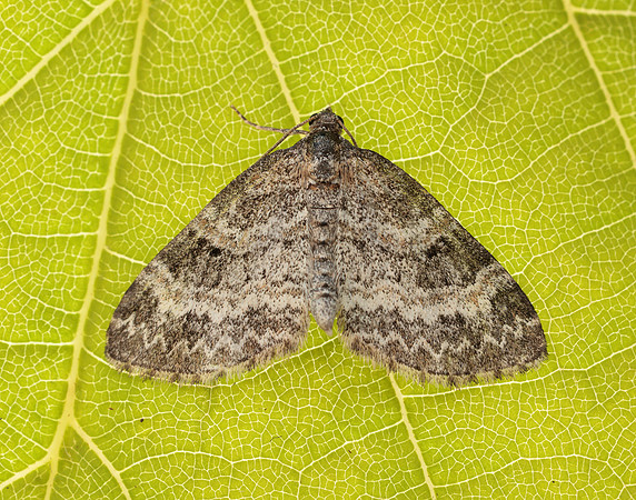 70.199 BF1882 Small Seraphim Pterapherapteryx sexalata