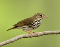 Ovenbird Seiurus aurocapilla