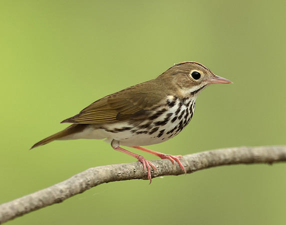 Ovenbird Seiurus aurocapilla