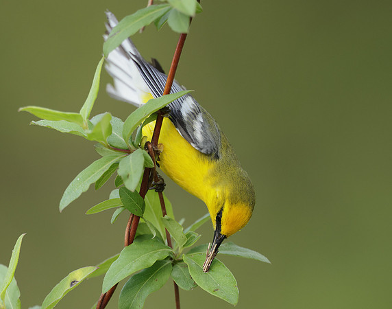 Blue-winged Warbler Vermivora cyanoptera