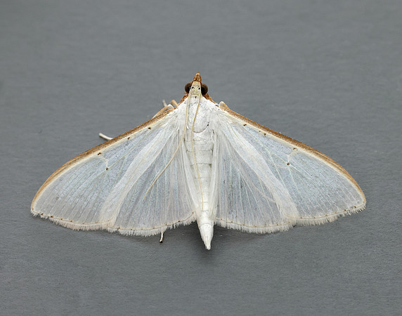 63.048 BF1408 Palpita vitrealis