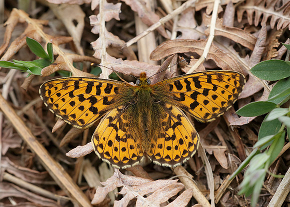 Pearl-Bordered Fritillary Boloria euphrosyne