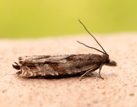 49.201 BF1117 Ancylis unguicella