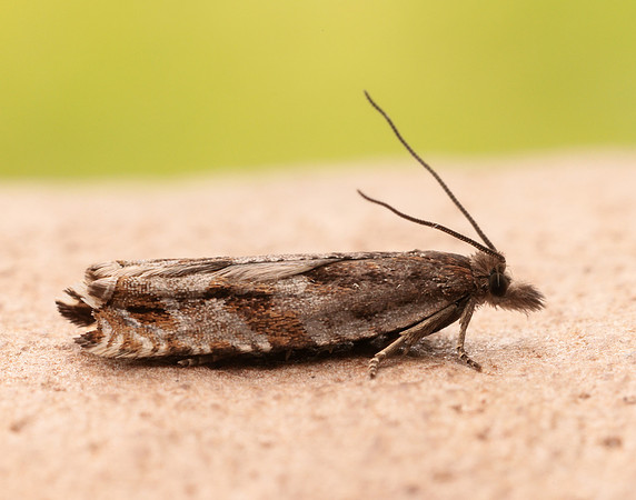 49.201 BF1117 Ancylis unguicella