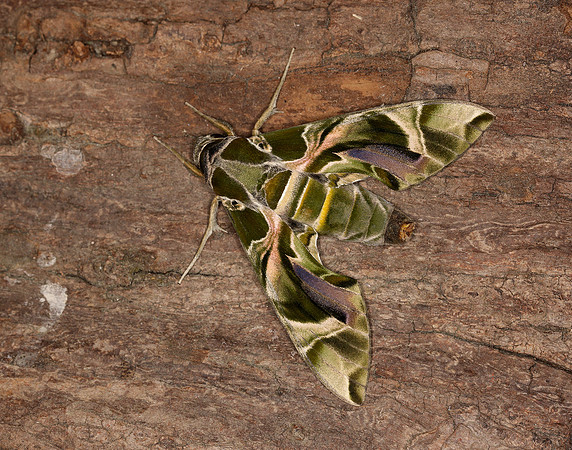 69.011 BF1985 Oleander Hawk-moth Daphnis nerii