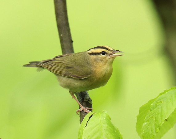 Worm-eating Warbler Helmitheros vermivorum