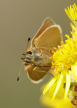 Essex Skipper Thymelicus lineola