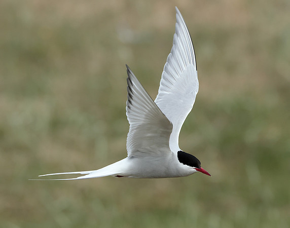 Arctic Tern Sterna paradisaea