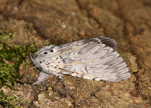 71.003 BF1995 Puss Moth Cerura vinula
