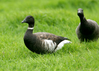 Black Brant Branta bernicla nigricans