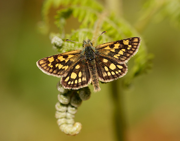 Chequered Skipper Carterocephalus palaemon