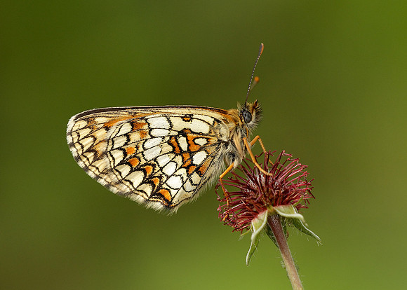 Heath Fritillary Melitaea athalia