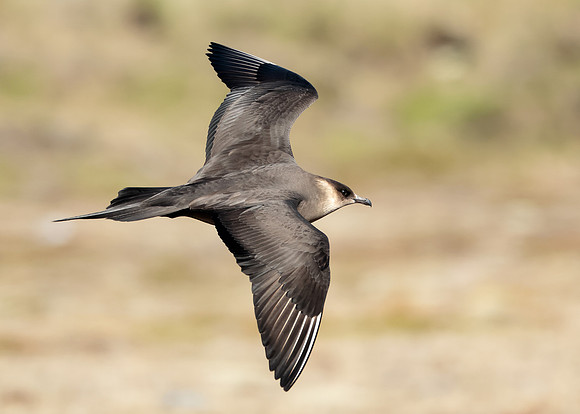 Arctic Skua Stercorarius parasiticus