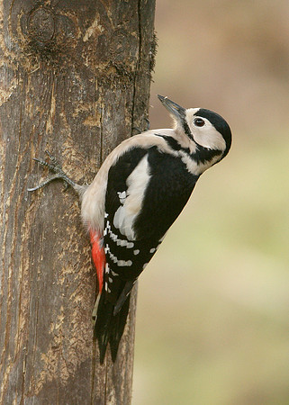 Great Spotted Woodpecker Dendrocopus major