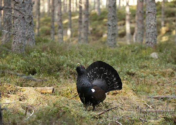 Capercaillie Tetrao urogallus