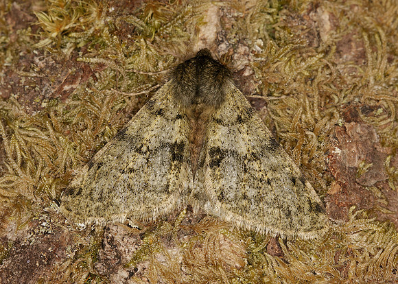 70.247 BF1926 Pale Brindled Beauty Phigalia pilosaria
