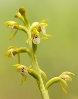 Coralroot Orchid Corallorhiza trifida