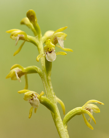 Coralroot Orchid Corallorhiza trifida