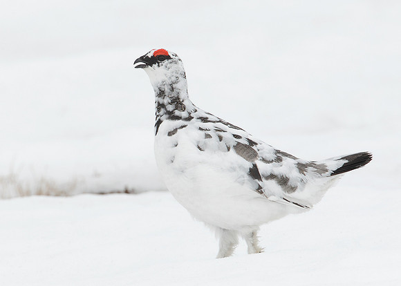 Ptarmigan Lagopus mutus