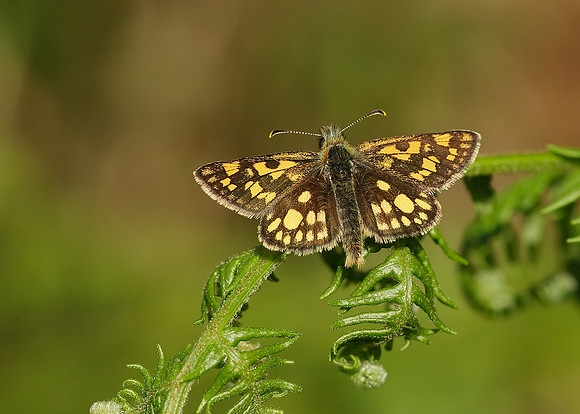 Chequered Skipper Carterocephalus palaemon