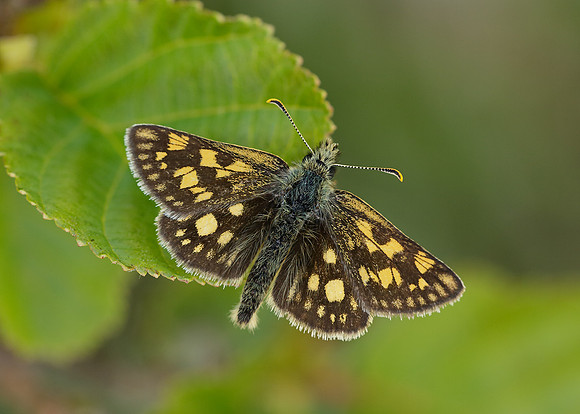 Chequered Skipper Carterocephalus palaemon