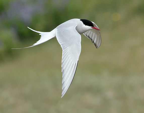 Arctic Tern Sterna paradisaea