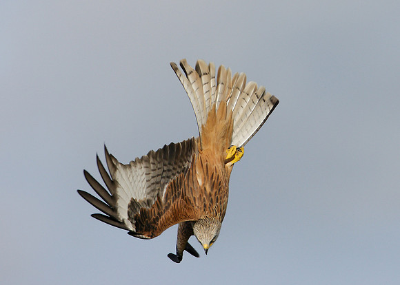 Red Kite Milvus milvus
