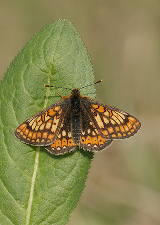 Marsh Fritillary Euphydryas aurinia