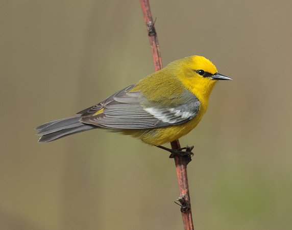 Blue-winged Warbler Vermivora cyanoptera