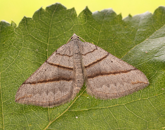 70.041 BF1734 July Belle Scotopteryx luridata