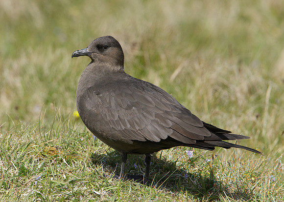 Arctic Skua Stercorarius parasiticus