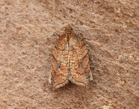 49.079 BF1046 Acleris shepherdana