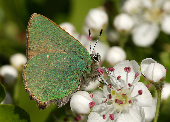 Green Hairstreak Callophrys rubi
