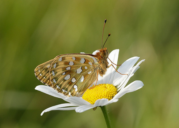 Dark Green fritillary Argynnis aglaja