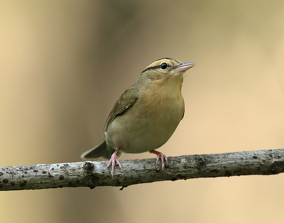 Worm-eating Warbler Helmitheros vermivorum