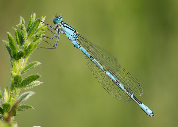Common Blue Damsefly Enallagma cyathigerum