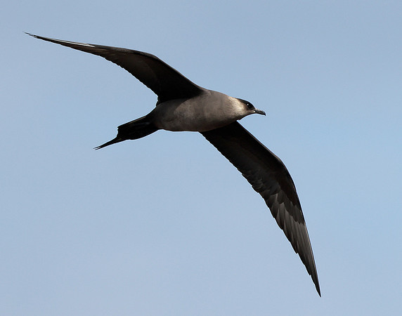 Arctic Skua Stercorarius parasiticus