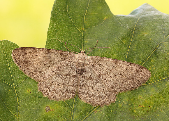 70.268 BF1944 Pale Oak Beauty Hypomecis punctinalis