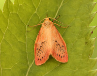 72.035 BF2037 Rosy Footman Miltochrista miniata