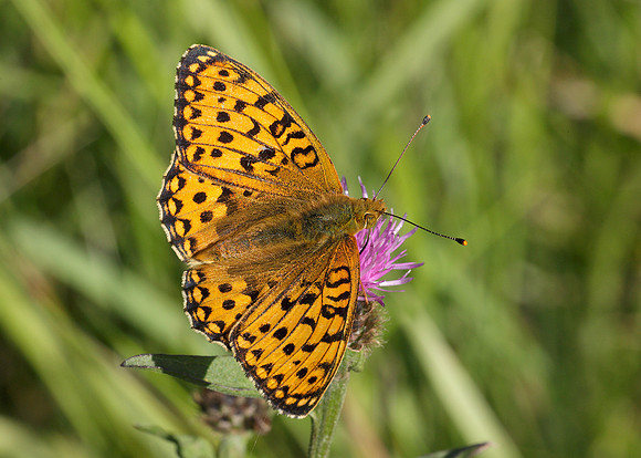 Dark Green fritillary Argynnis aglaja
