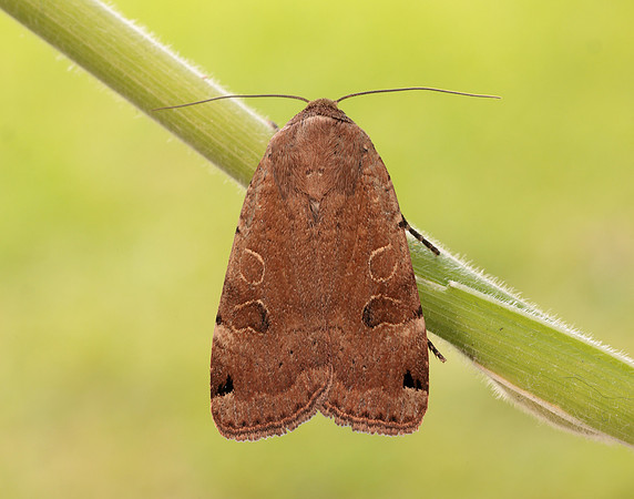 73.344 BF2108 Lunar Yellow Underwing Noctua orbona