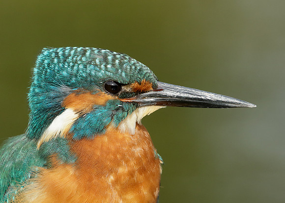 Kingfisher Alcedo atthis