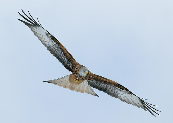 Red Kite Milvus milvus