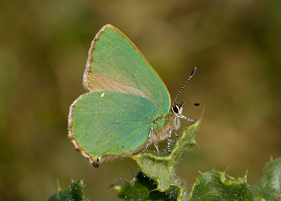 Green Hairstreak Callophrys rubi
