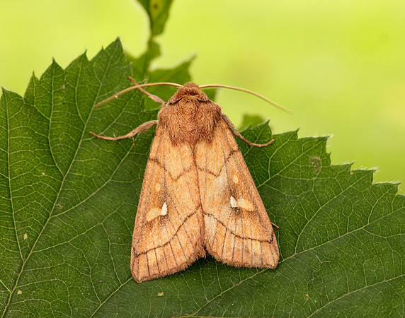 3.290 BF2192 Brown-line Bright-eye Mythimna conigera